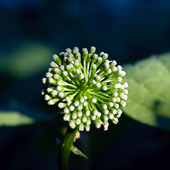 Panax ginseng flower extract- Herbal Extracts