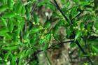 Parmelia Saxatilis- Herbal Extracts