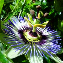 Passion Flower Extract- Herbal Extracts