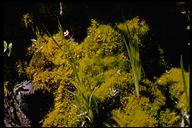 Philonotis Fontana- Herbal Extracts