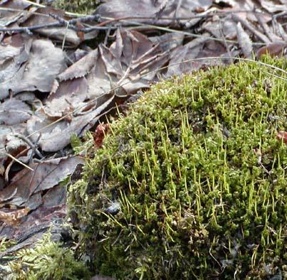 Plagiomnium Cuspidatum