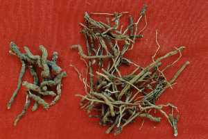 Polygala tenuifolia Willd- Herbal Extracts