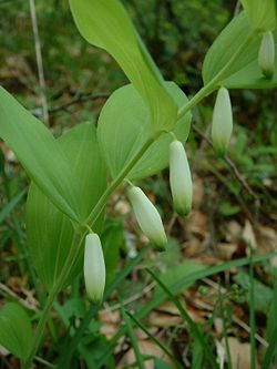 Polygonatum Odoratum- Herbal Extracts