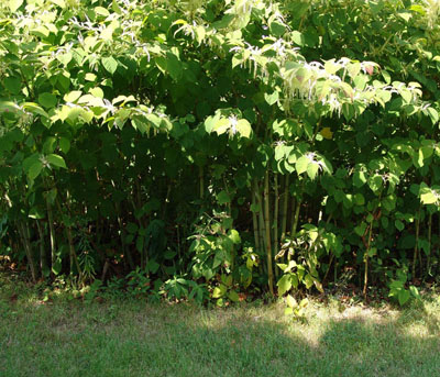 Polygonum Cuspidatum Extract