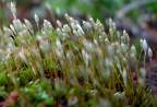Polytrichum Commune