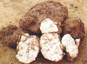 Poria Cocos Extract- Herbal Extracts