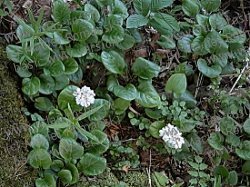 Pyrola Rotundifolia