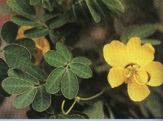 Quercetin powder