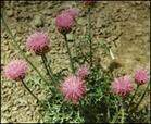 Rhaponticum Uniflorum- Herbal Extracts