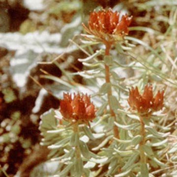 Rhodiola Rosea P.E.
