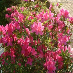 Rhododendron Dauricum- Herbal Extracts