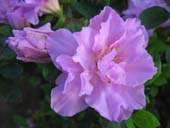 Rhododendron Simsii