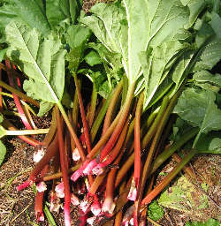 Rhubarb P.E.