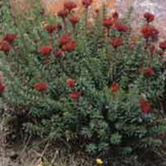 Rodiola Rosea- Herbal Extracts