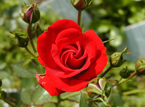 Rose Extract- Herbal Extracts
