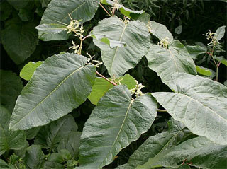 Saikosaponins P.E.