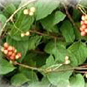 Schisandra Extract- Herbal Extracts