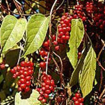 Schisandra Chinensis P.E.