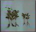 Schisandra Extract- Herbal Extracts