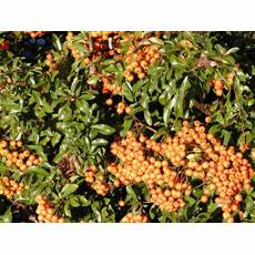 Sea Buckthorn Freeze-dried Powder