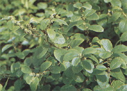 Securinega Extract- Herbal Extracts