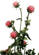 Silymarin Extract- Herbal Extracts