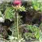 Silymarine Extract
