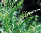 Sophora Flavescens Extract- Herbal Extracts