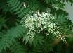 Sorbaria Sorbifolia- Herbal Extracts