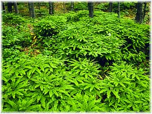 Sphagnum Girgensohnii- Herbal Extracts