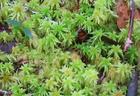Sphagnum Palustre- Herbal Extracts