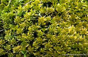 Sphagnum Teres