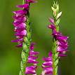 Spiranthes Sinensis- Herbal Extracts