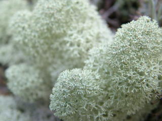 Stereocaulon Paschale- Herbal Extracts