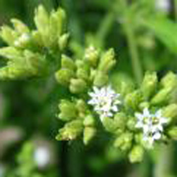 Stevia- Herbal Extracts