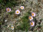 Tatarian Aster Extract