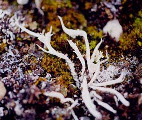 Thamnolia Subuliformis- Herbal Extracts