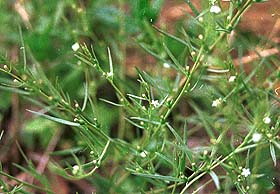 Thesium Chinense Extract- Herbal Extracts