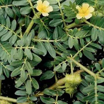 Tribulus Terrestris P.E.