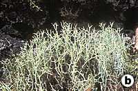 Usnea Diffracta