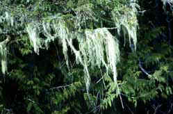 Usnea Longissima- Herbal Extracts