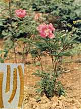 White Peony Alba P.E- Herbal Extracts