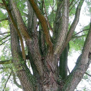 White Willow Bark Extract- Herbal Extracts
