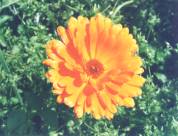 Zeaxanthin Extract- Herbal Extracts