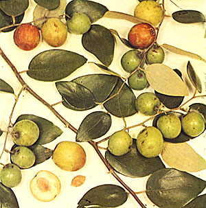 Ziziphus Jujube Extract