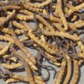 cordyceps extract