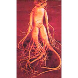ginseng P.E.