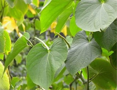kava extract- Herbal Extracts