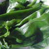 kelp extract